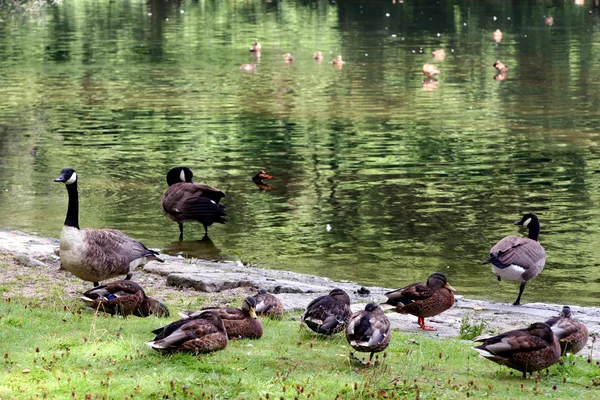 I djurparken — Stockfoto