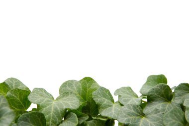 Ivy dal