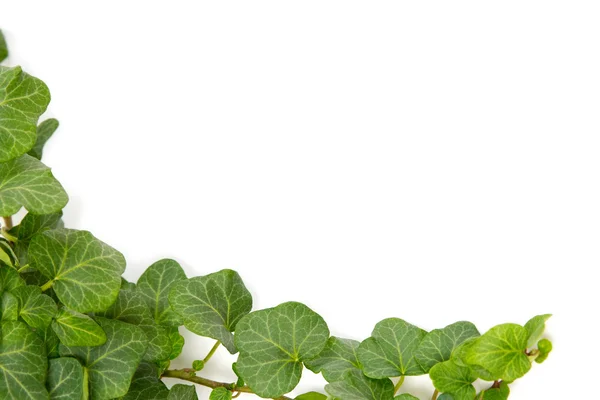 Ivy kvistar — Stockfoto