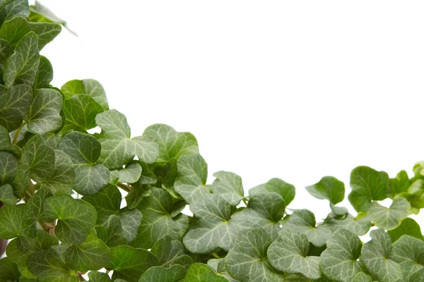 Ivy twigs — Stock Photo, Image