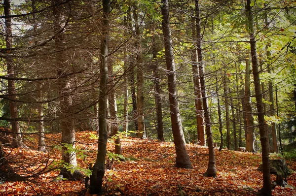 Otoño — Foto de Stock