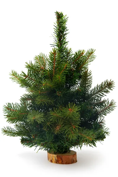 Christmas tree — Stock Photo, Image