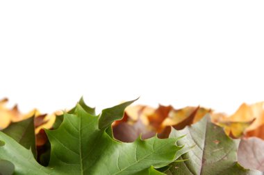 renkli sonbahar yaprakları