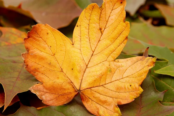 Πολύχρωμο Φθινοπωρινά φύλλα — Φωτογραφία Αρχείου