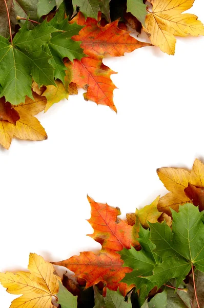 Színes őszi levelek — Stock Fotó