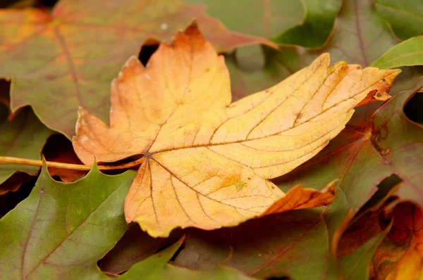 Foglie autunnali colorate — Foto Stock