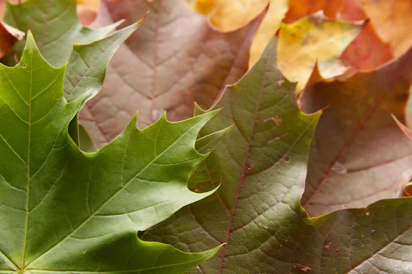 Färgglada höstens löv — Stockfoto
