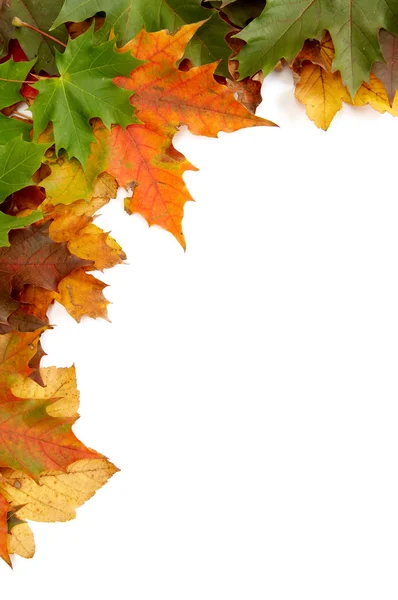 多彩的秋天树叶 — 图库照片