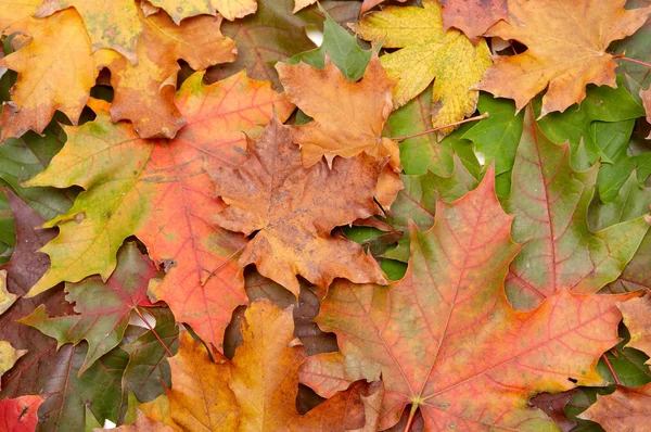 Colorful autumnal leaves — Stock Photo, Image