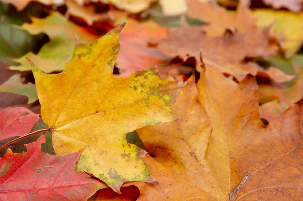 Colorful autumnal leaves — Stock Photo, Image