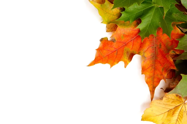Kolorowe Jesienne liście — Zdjęcie stockowe