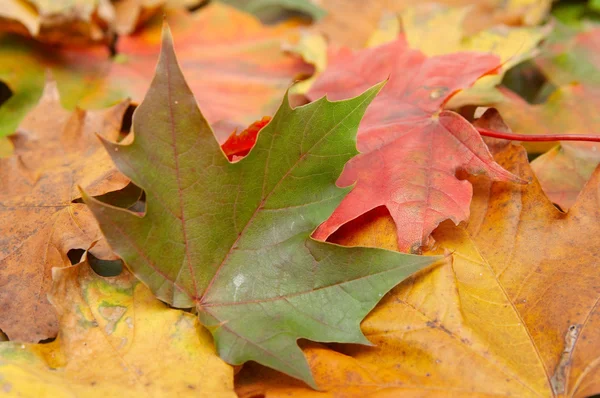 多彩的秋天树叶 — 图库照片