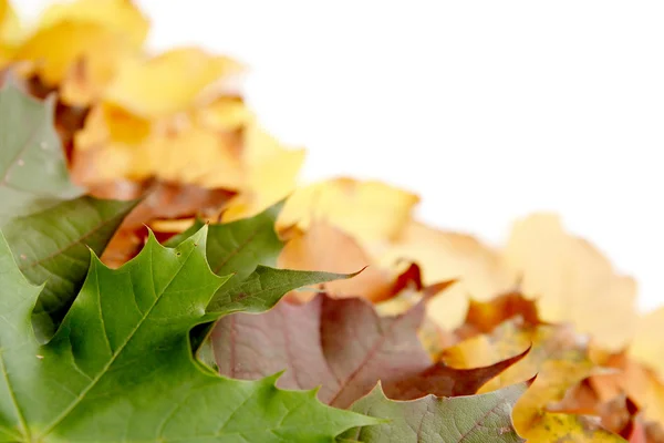 Πολύχρωμο Φθινοπωρινά φύλλα — Φωτογραφία Αρχείου