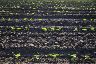 Ayçiçeği lahanası