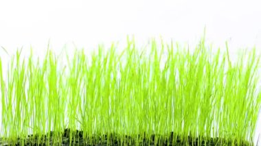 Beyaz arkaplanda çimenler, yakın plan