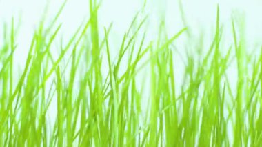 Beyaz arkaplanda çimenler, yakın plan