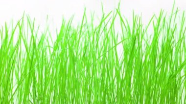 Beyaz arkaplanda çimenler, yakın plan