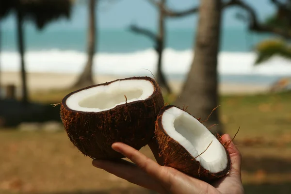 Kokosnuss in der Hand — Stockfoto