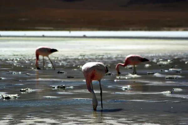 Flamingos cor de rosa — Fotografia de Stock