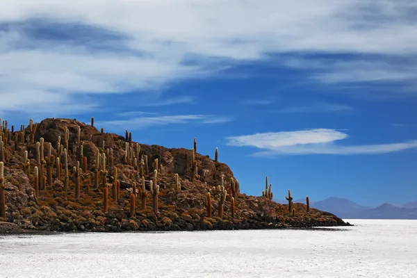 Cactus hill — Stock Photo, Image