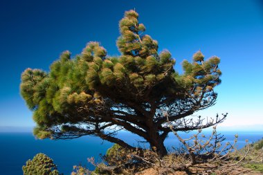 Deniz sahilinde çam ağacı
