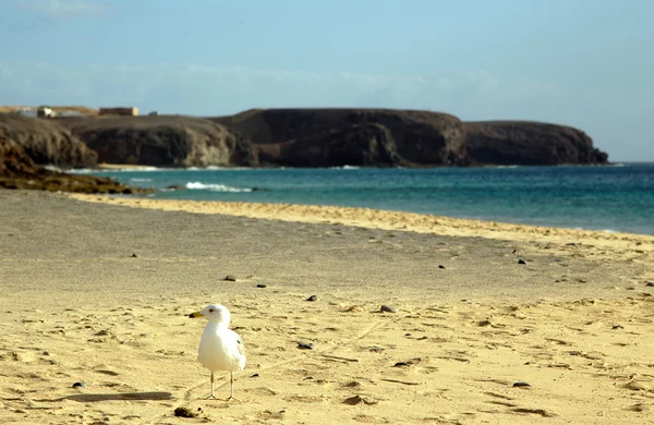 Gull at the seashore — Stock Photo, Image