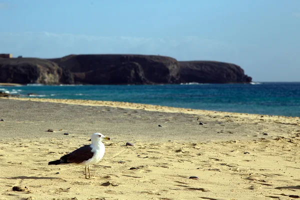 Gabbiano in riva al mare — Foto Stock