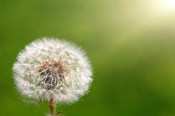 Dandelion on grassy background — Stock Photo, Image