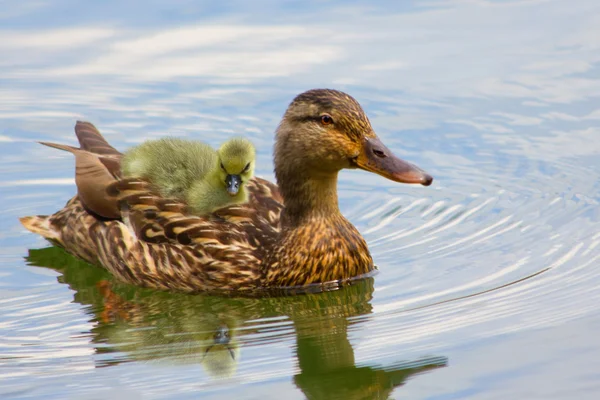 Baby eend — Stockfoto