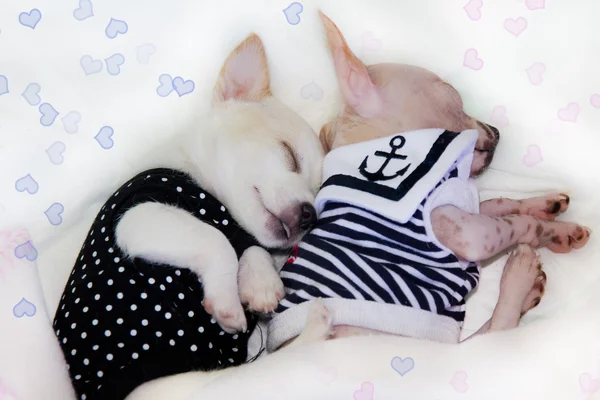 Cachorros durmiendo en cuchara . —  Fotos de Stock