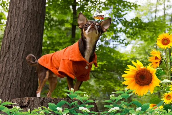 chihuahua ve kelebek.