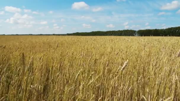 Campo de centeio — Vídeo de Stock