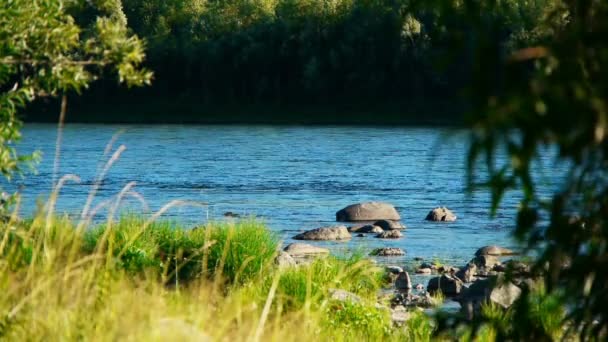 Teletskoe lake, Ałtaju, Federacja Rosyjska — Wideo stockowe