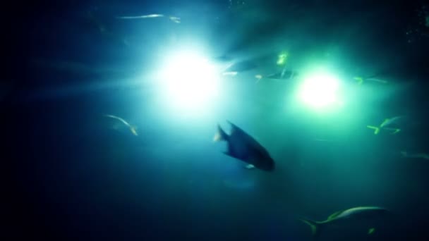 Foule de poissons — Video