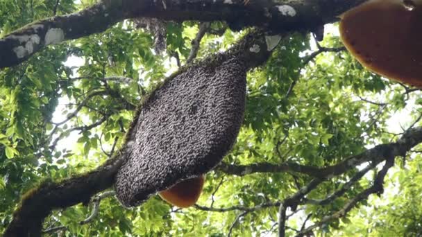 在树的蜂巢 — 图库视频影像
