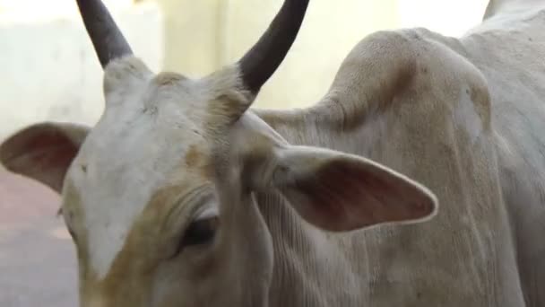 Diverses vaches — Video