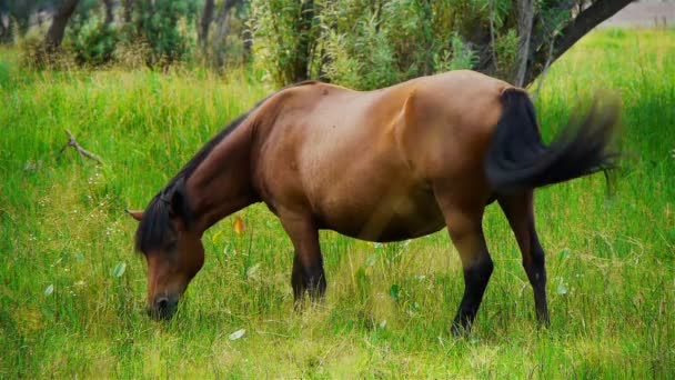 Caballo en el prado — Vídeos de Stock