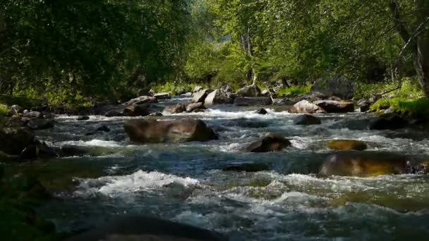 Fiume di montagna — Video Stock