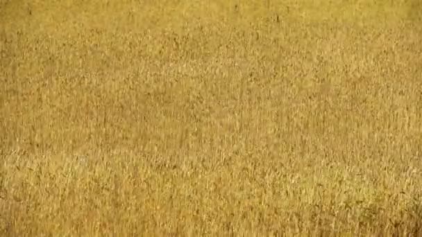 Ржаное поле — стоковое видео