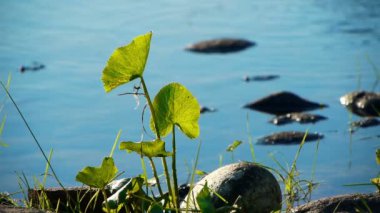 atardecer en novosibirsk, Rusia