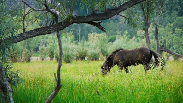 Caballos — Vídeos de Stock