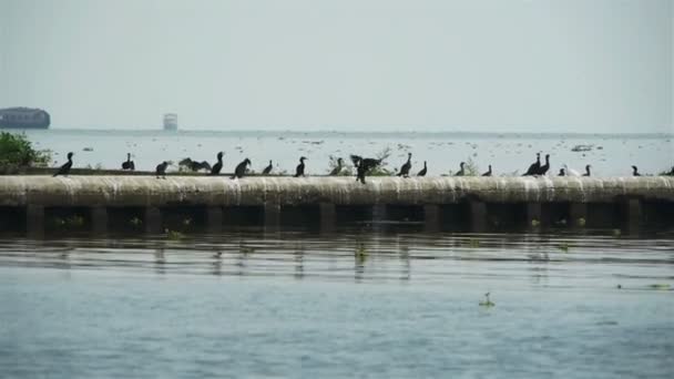 Geese at lake — Stock Video