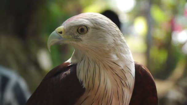 Hand eagle — Stockvideo