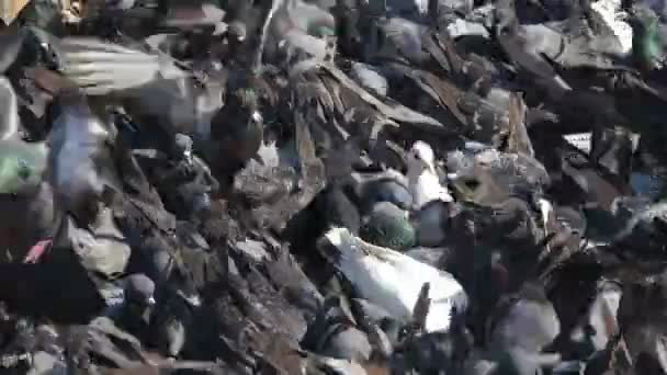 Güvercinler sürüsü — Stok video