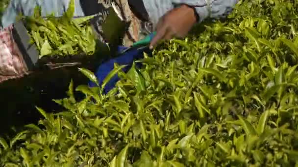 Female tea-pickers in Munnar, India — Stock Video