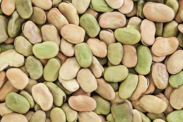Fava (broad) bean — Stock Photo, Image