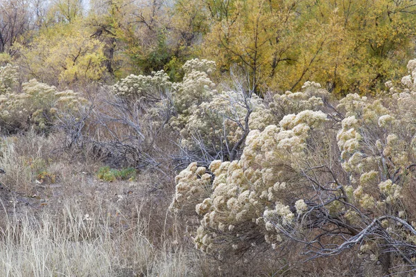 Rabbitbrush a cottonwood — Stock fotografie