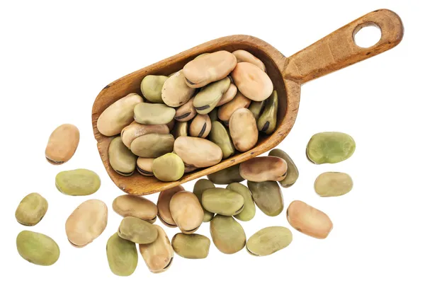 Fava (breed) bonen — Stockfoto