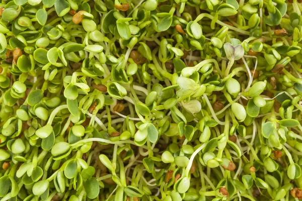 Brotes de trébol y rábano — Foto de Stock