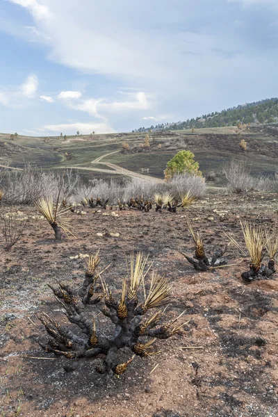 Lauffeuer verbrannte Landschaft — Stockfoto